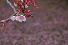 寒桜フェードアウト