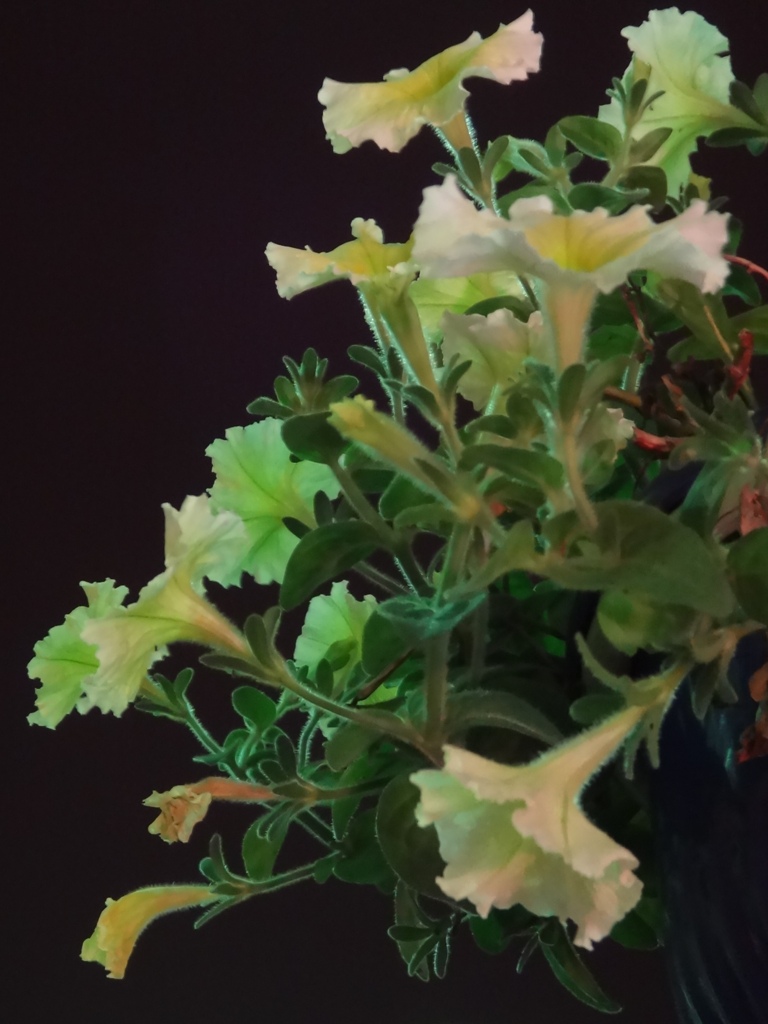 街灯に照らされて