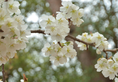 鬱金桜