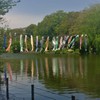 koinobori