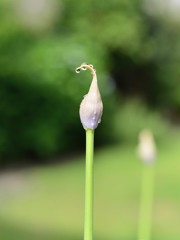 恋の訪れ（まだ蕾）