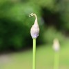 恋の訪れ（まだ蕾）
