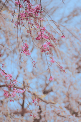 糸桜