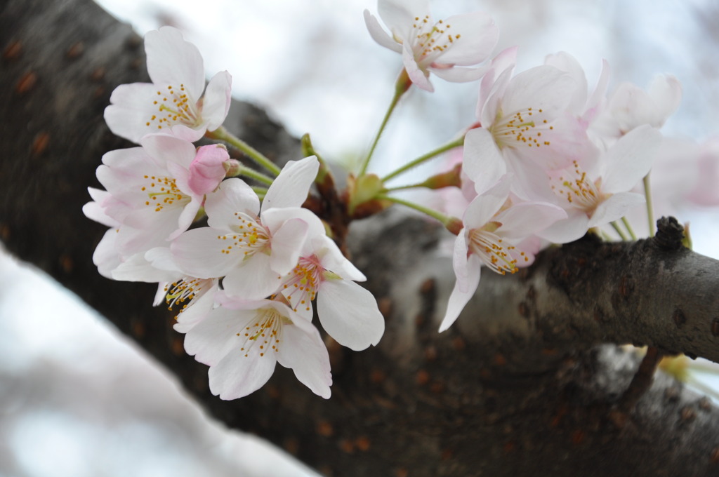 摘みたくなる花