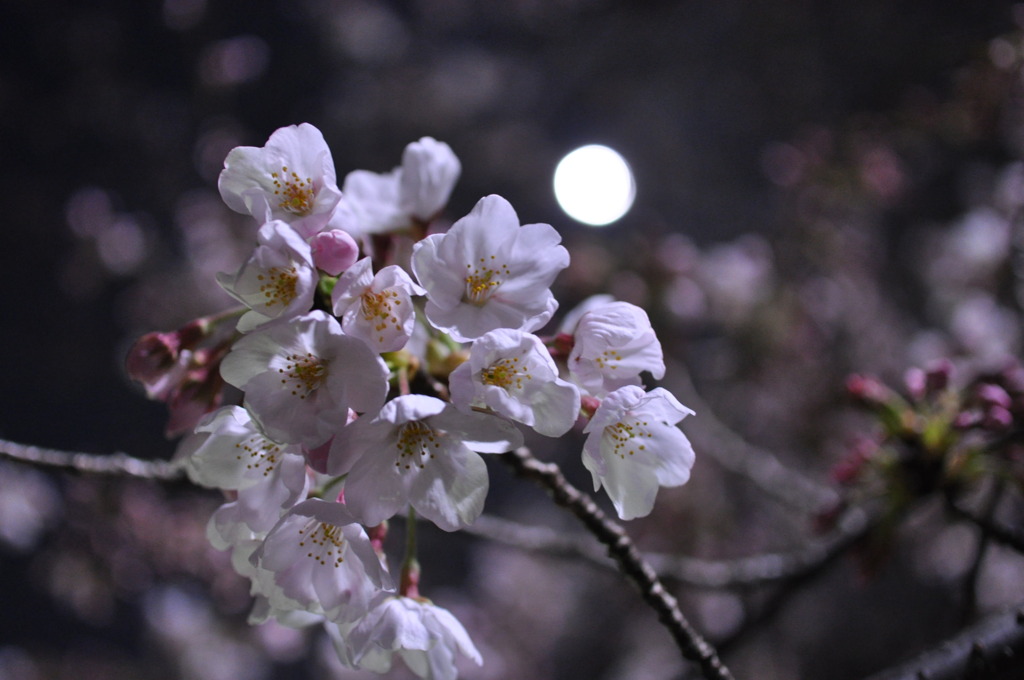 夜桜
