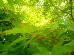 永観堂にて