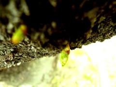 芽生え