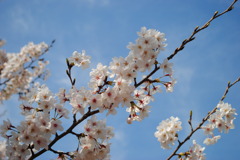 青い空と桜