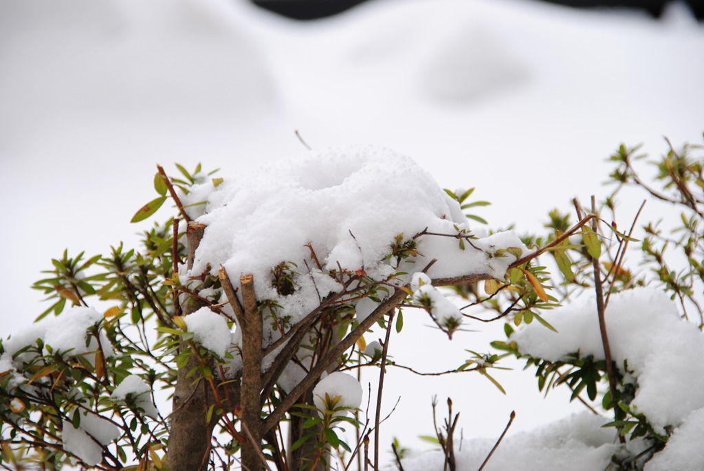 雪の日