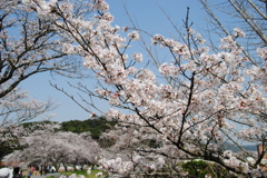 桜　２