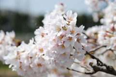 桜　１