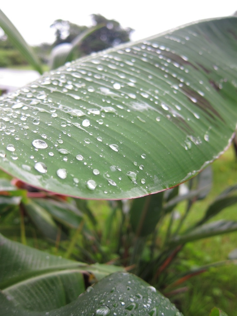 雨上がり