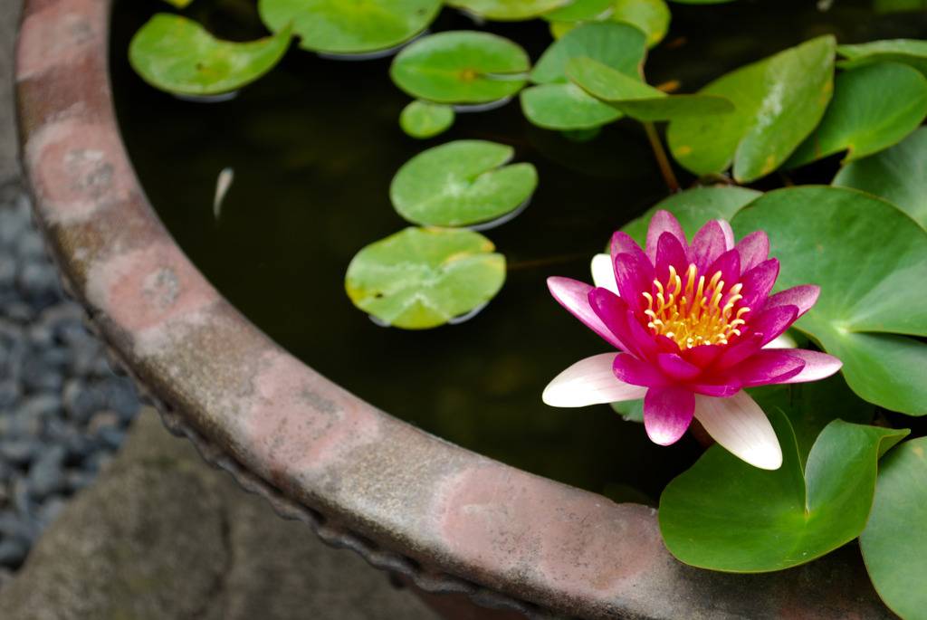 蓮の花