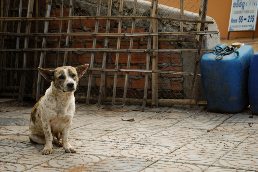 路上の犬