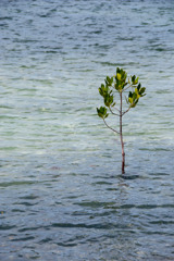 海に育つ木