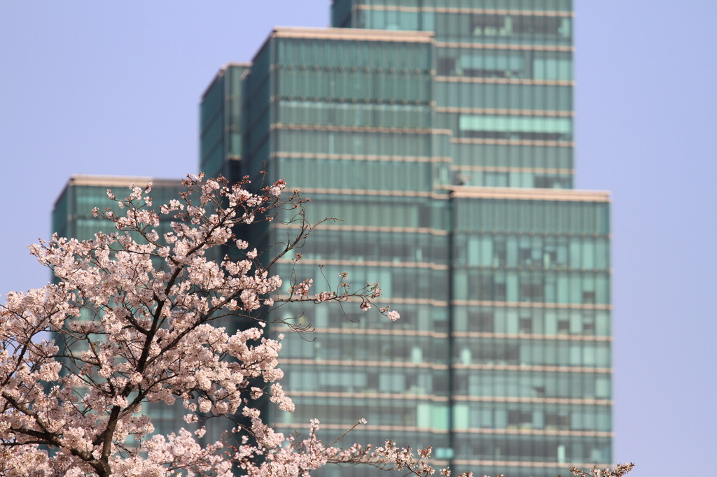 都会の桜
