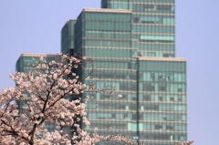 都会の桜