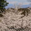 桜・・・と山
