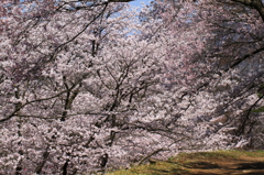 桜・・・満開