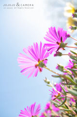 flower02