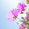flower02
