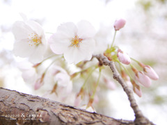 sakura02