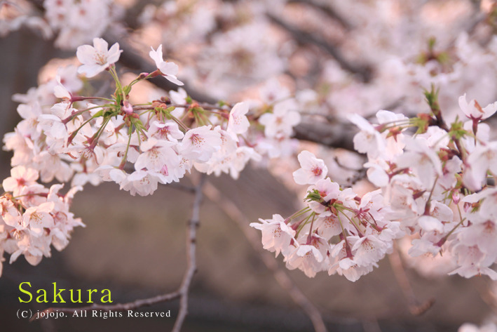 桜色