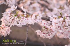 桜色