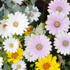 flower04