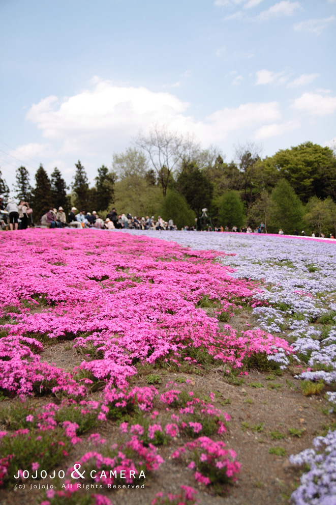 芝桜_chichibu02