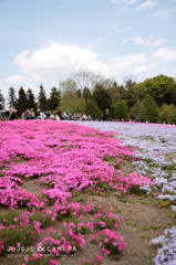 芝桜_chichibu02