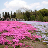 芝桜_chichibu02