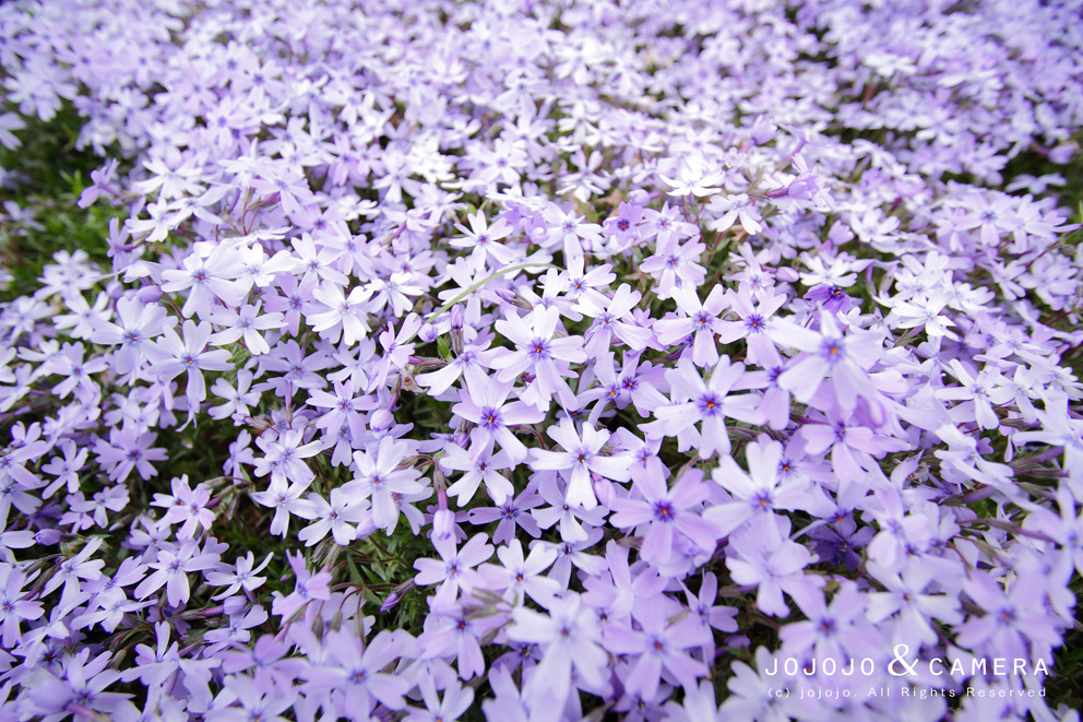 芝桜_chichibu03