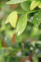 雨上がりの宝石