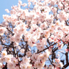 2012桜春