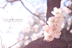 2012桜淡く