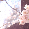 2012桜淡く