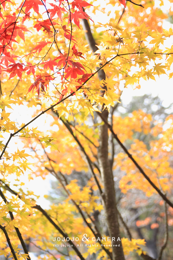 紅葉　2011