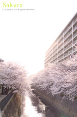 満開