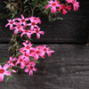 芝桜_chichibu01