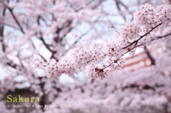 SAKURA