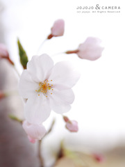 sakura04