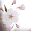 sakura04