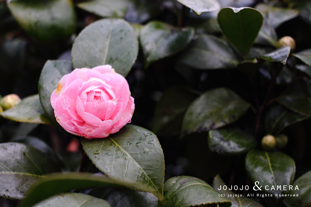 雨濡れた花