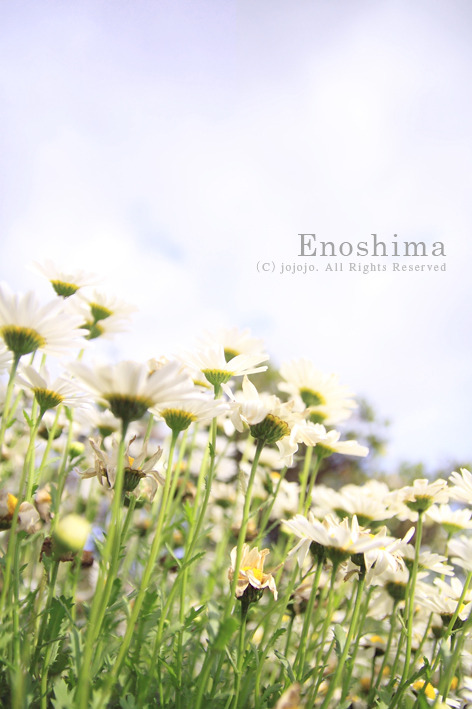 enoshima02