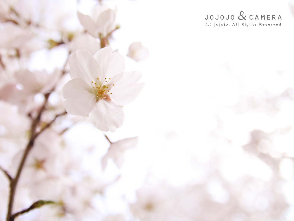 sakura01