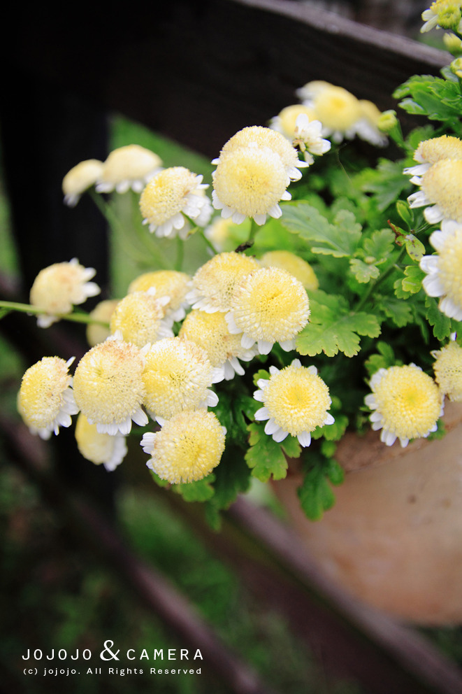 柵にかかる花