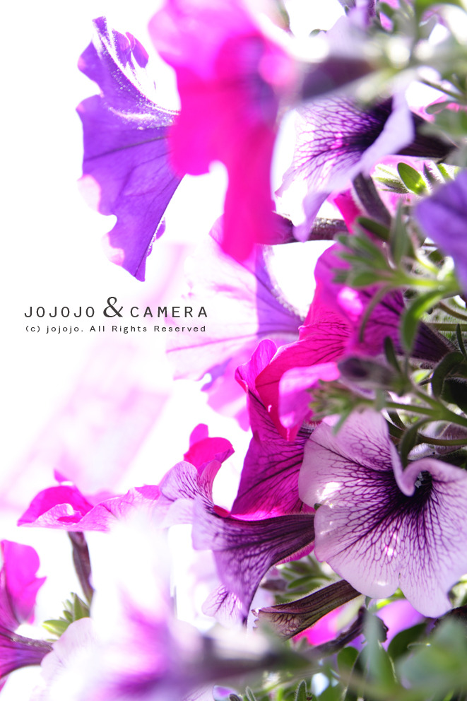 flower03