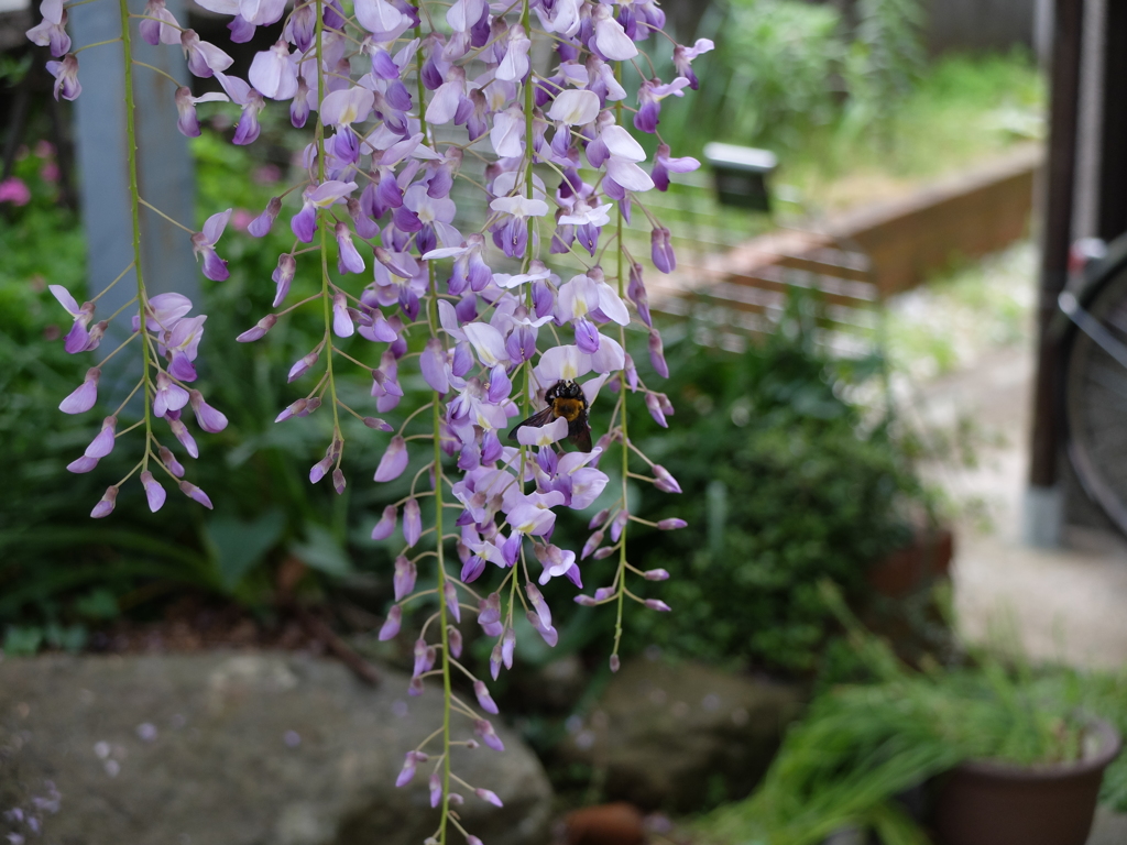 花から花へ
