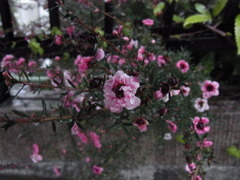 雨でも